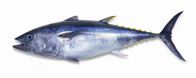 טונה Bluefin