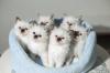 חתול מה זן שמתאים ההורוסקופ שלך: איך לבחור חיית מחמד