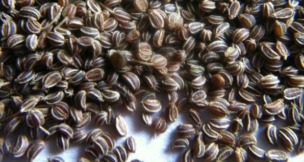 זרעי סלרי - זרעי סלרי 