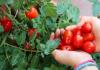 6 יתרונות בריאותיים מפתיעים של עגבניות