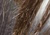 מה ההבדל בין מזון וטיפול בנשירת שיער