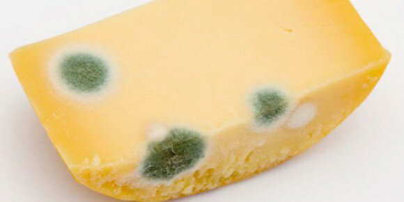 גבינה מפונקת