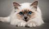 Kototerapiya: סגולות מרפאות של חתולים